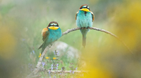 Rozhovor - Zásadní úloha osob monitorujících ptáky