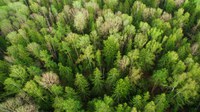 Biodiversity: Three billion additional trees by 2030 – launch of MapMyTree tool