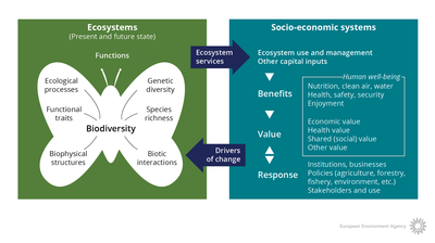 Ecosystem-services and drivers of change
